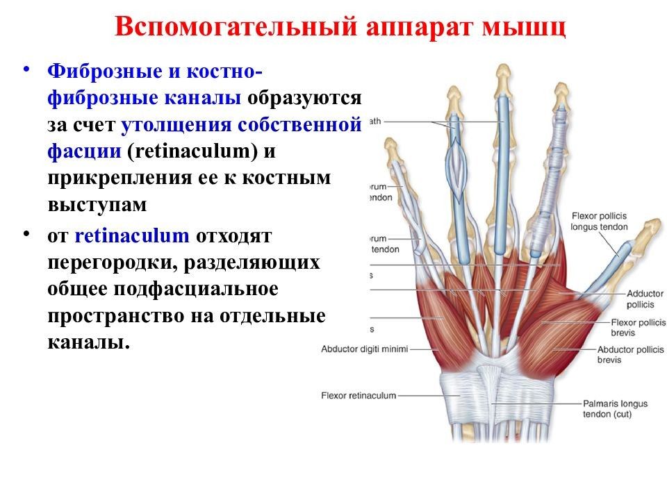 Соединительная мышца. Вспомогательный аппарат мышц фасции. Вспомогательный аппарат мышц таблица. . Вспомогательный аппарат мышц фиброзные и костно-фиброзные каналы. Костно фиброзные каналы кисти.