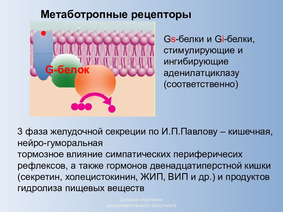 Белок рецептор. Белки рецепторы. Функции белков рецепторов. Рецепторные белки это в биохимии.