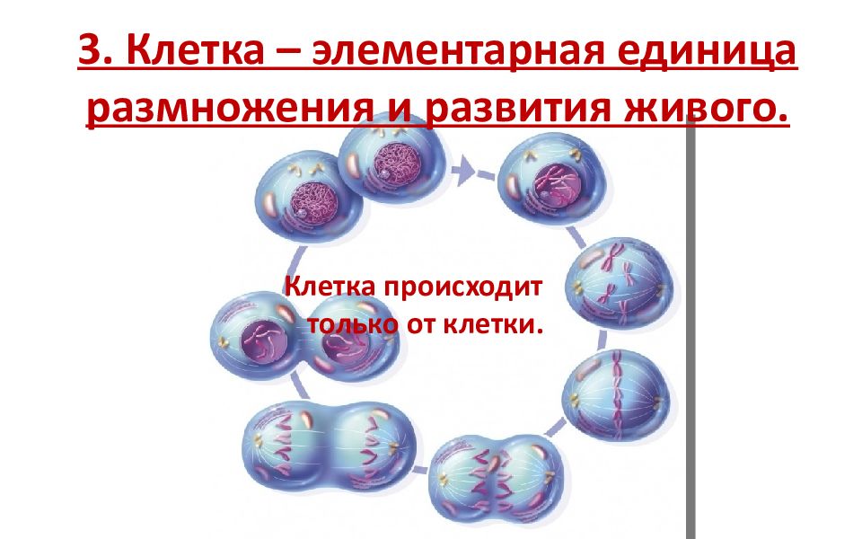 Клетка является функциональной единицей живого приведите доказательства. Клетка единица размножения. Элементарная единица размножения. Элементарной единицей размножения и развития живого является. Размножение эукариот.