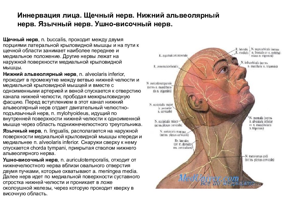 Кожу лица иннервирует. Щечный нерв топография. Иннервация ушно височный нерв. Иннервация язычного нерва.