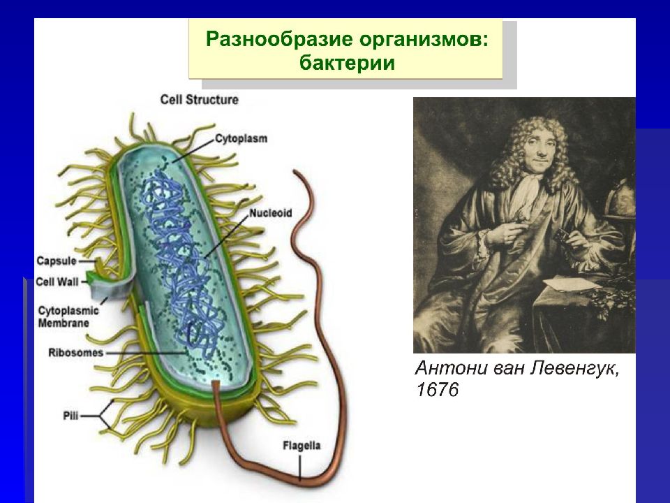 Название группы организмов бактерии