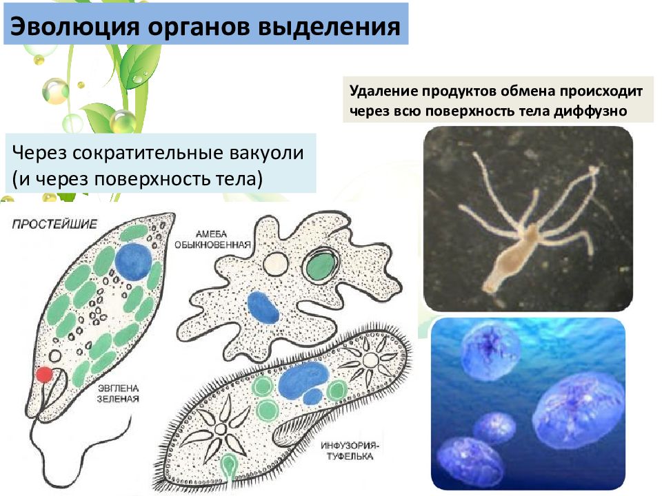 Эволюция выделительной системы у животных схема