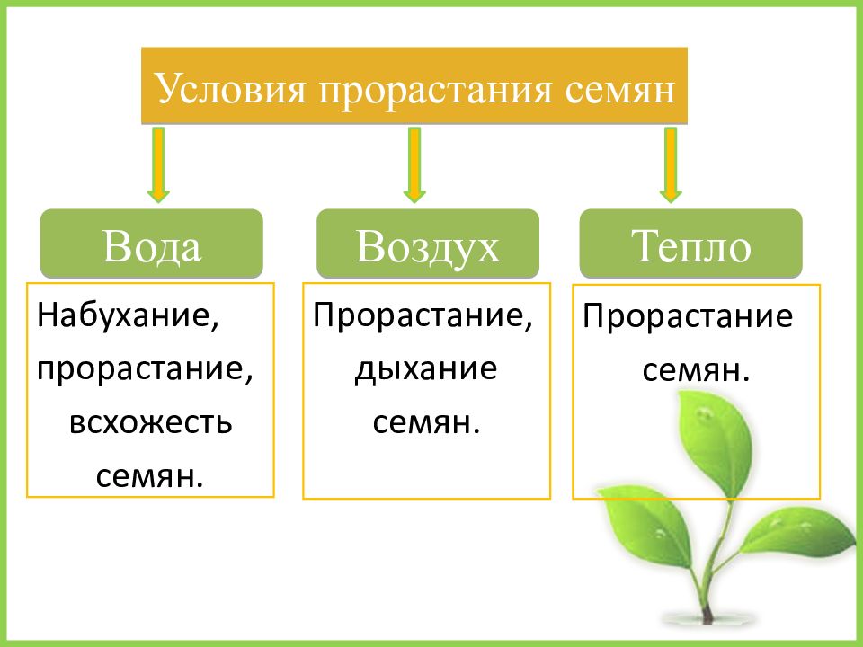 Биология 6 класс прорастание семян презентация 6 класс