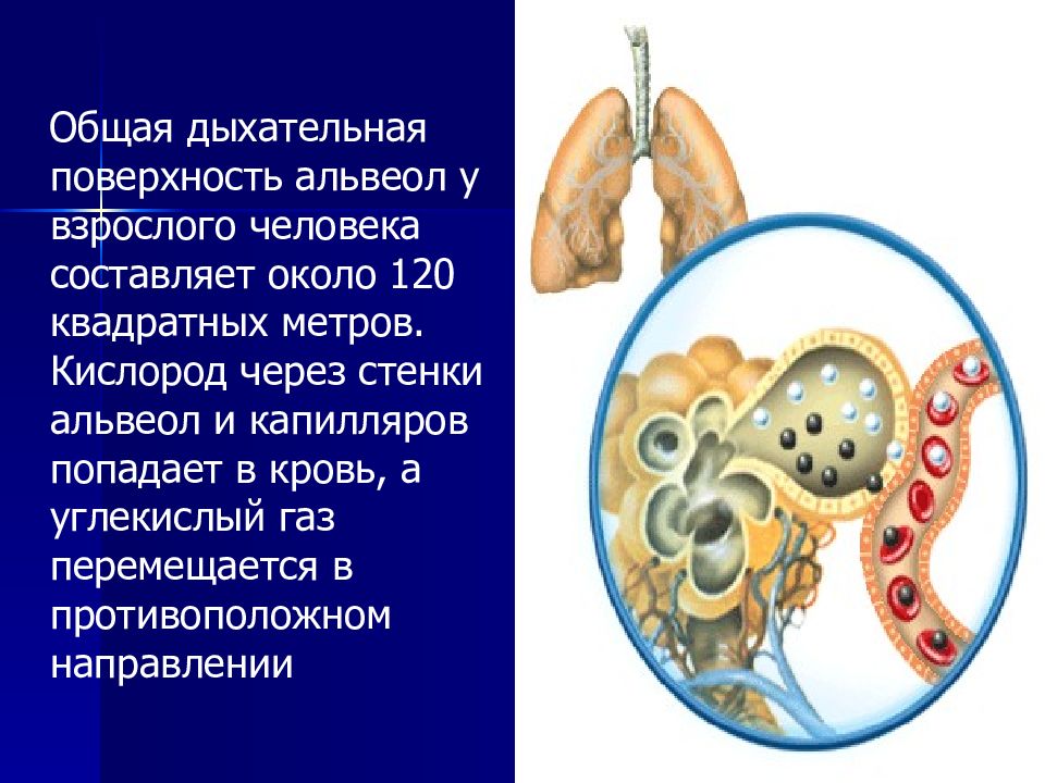 Общее дыхание. Общая дыхательная поверхность всех альвеол составляет около. Общая дыхательная площадь альвеол. Поверхность альвеол легких взрослого человека. Общая поверхность альвеол легких равна.