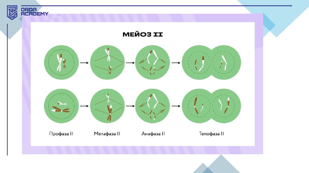 Жасушалық цикл