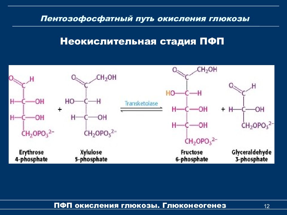 Путь реакция. Окислительный пентозофосфатный путь схема. Пентозофосфатный путь неокислительный этап. Пентозофосфатный (апотомический) путь окисления Глюкозы.. Реакции неокислительного этапа пентозофосфатного пути.