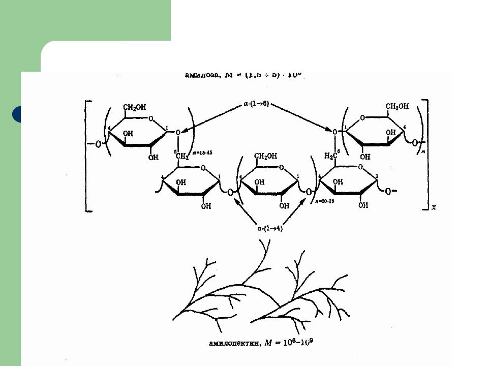 Крахмал строение. Строение амилозы крахмала. Структура молекулы крахмала. Разветвленная структура крахмала. Схема молекулы крахмала.