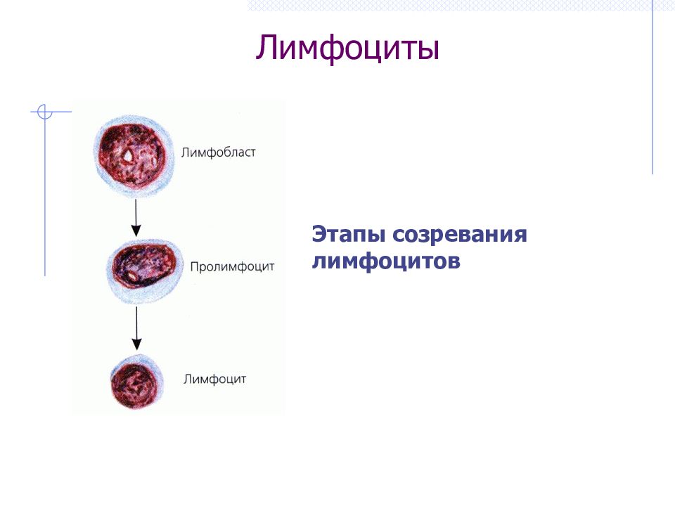 Отсутствие лимфоцитов. Пролимфоциты и лимфоциты. Лимфоциты и лимфобласты. Пролимфоцит морфология. Стадии созревания лимфоцитов.