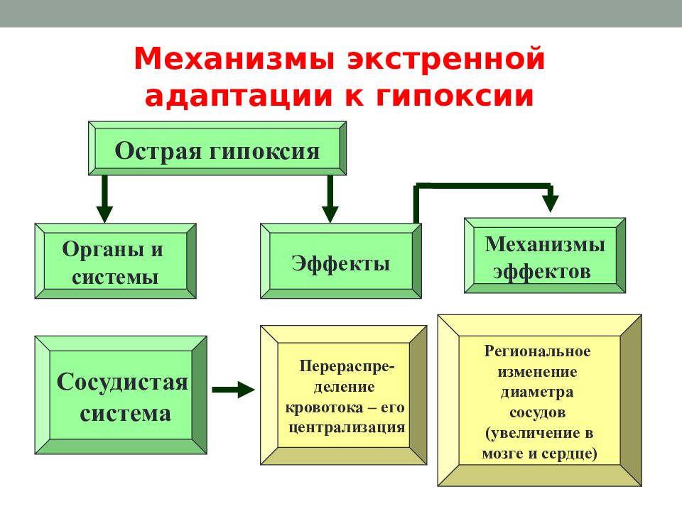 Дисциплина оп. Основы патологии. Признаки экстренной адаптации к гипоксии. Триада экстренной адаптации.