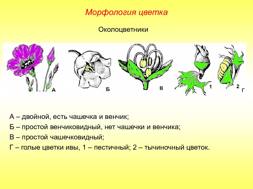 Двойной околоцветник картинки