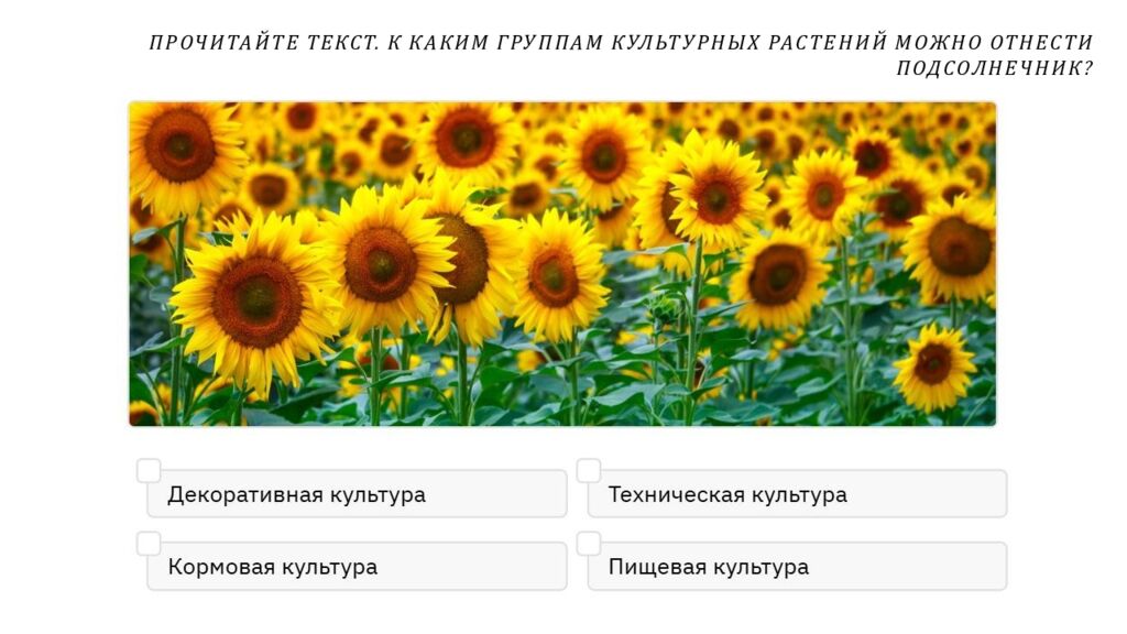 Рассмотрите изображения шести представителей мира растений. Предложите