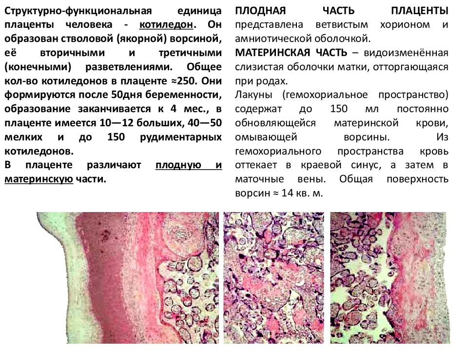 Общий план строения детской части плаценты