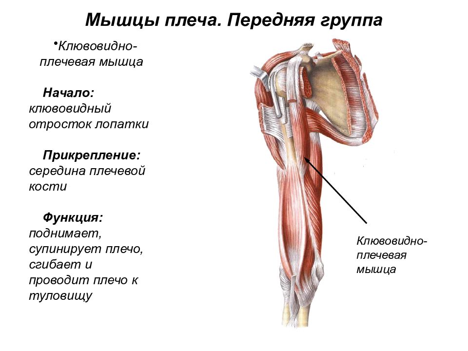 Функции мышц плеча