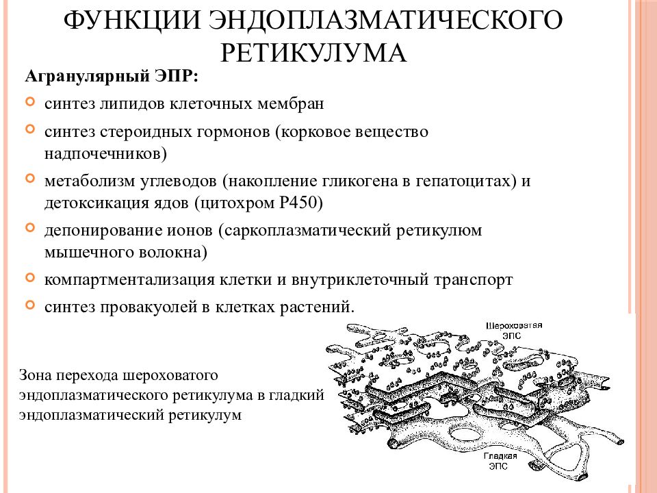 Синтез мембран. Агранулярного ЭПР. Агранулярная мембрана Синтез. Функциями агранулярного эндоплазматического ретикулума являются:. Функции агранулярной ЭПС гепатоцитов.