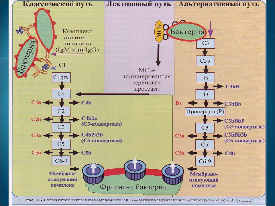 Система комплемента картинки