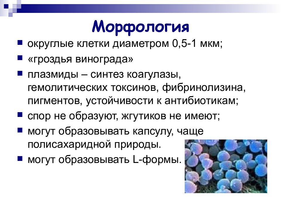 Кокки микробиология. Морфология кокков. Патогенные кокки презентация. Морфология патогенных кокков.