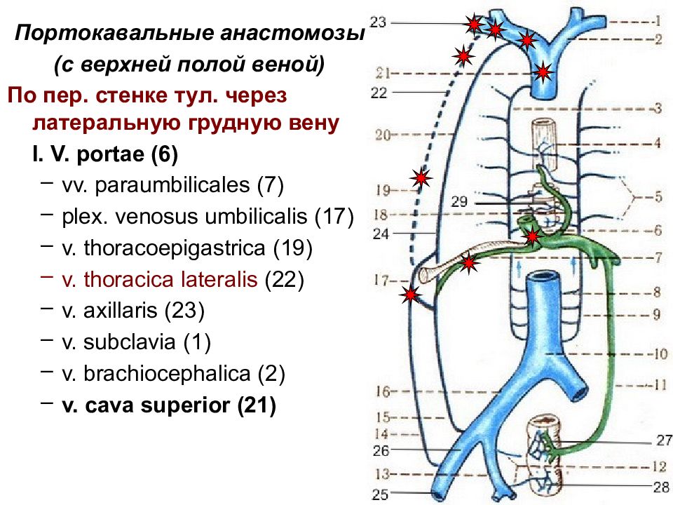 Венозные анастомозы рисунок