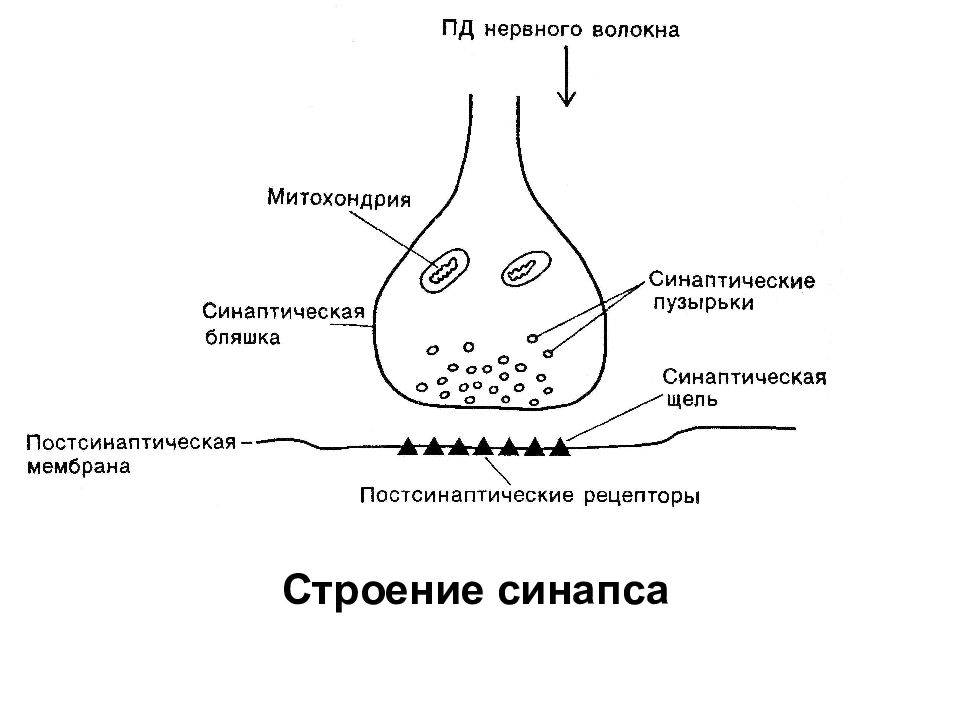 Схема строения синапса