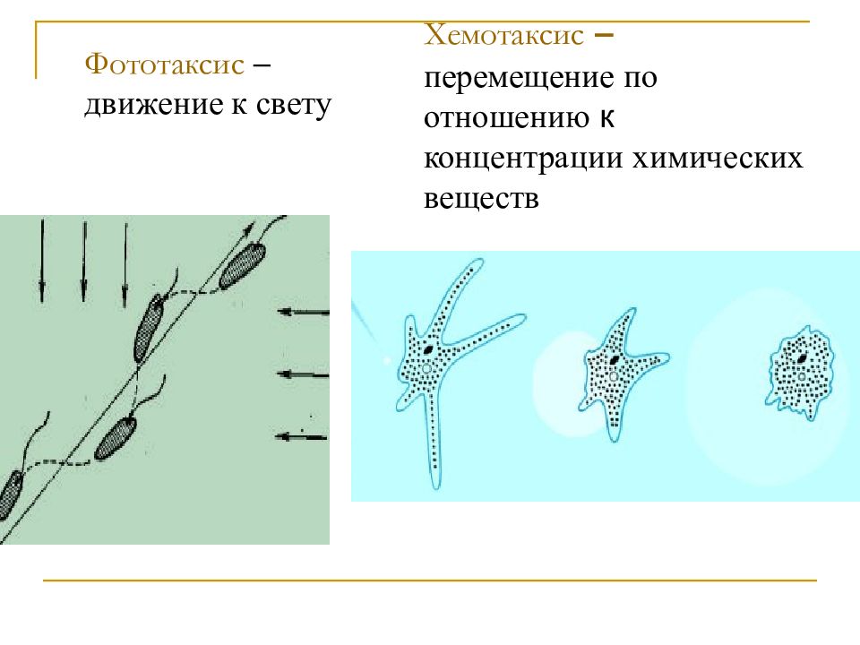 Хемотаксис примеры. Хемотаксис. Хемотаксис рисунок. Фототаксис у водорослей.