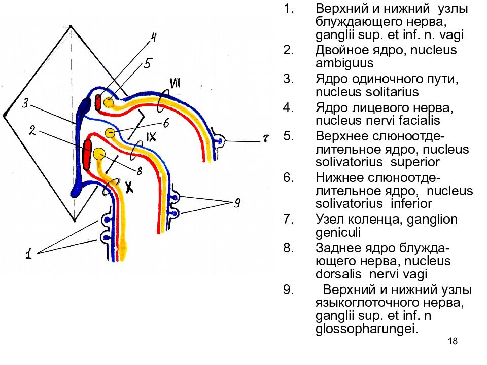 Нижний узел. Узлы блуждающего нерва. Верхний и Нижний узлы блуждающего нерва. Нижний узел блуждающего нерва. Верхний узел блуждающего нерва.