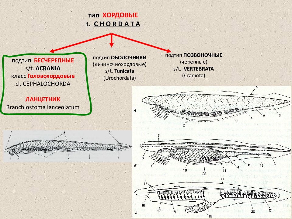 4 типа хордовых. Подтип позвоночные Головохордовые. Тип Хордовые Подтип Бесчерепные класс Головохордовые таблица. Тип Хордовые Подтип Бесчерепные Подтип Черепные таблица. Урок Тип Хордовые подтипы Бесчерепные и Черепные или позвоночные.