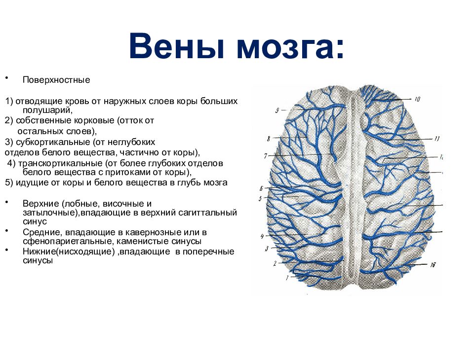 Верхние вены мозга. Поверхностная мозговая Вена. Отток венозной крови от головного мозга схема. Вены, собирающие кровь от оболочек головного мозга. Поверхностная средняя мозговая Вена.