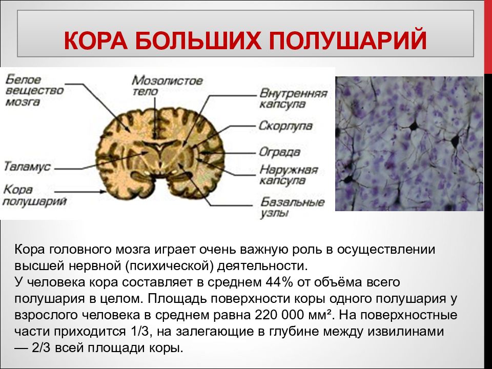 Презентация кора головного мозга