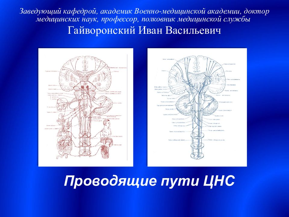 Пути нервной системы. Гайворонский анатомия ЦНС. Гайворонский нервная система. Проводящие пути Гайворонский. Гайворонский ЦНС методичка.