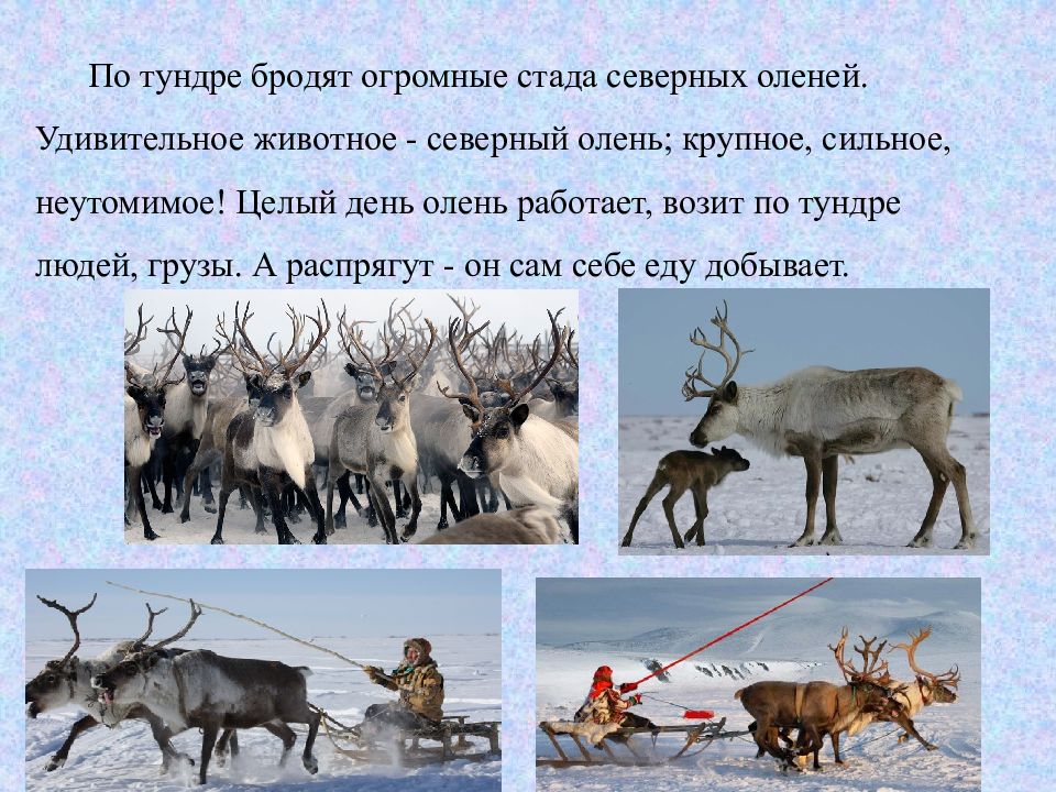 Сообщение о тундре 4 класс. Северный олень презентация. Доклад о олене. Информация о Северном олене. Северный олень проект.