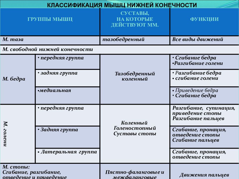 Суставы верхней и нижней конечностей. Функции мышц нижних конечностей таблица. Мышцы нижних конечностей анатомия таблица. Суставы нижних конечностей анатомия таблица. Движение нижних конечностей таблица.