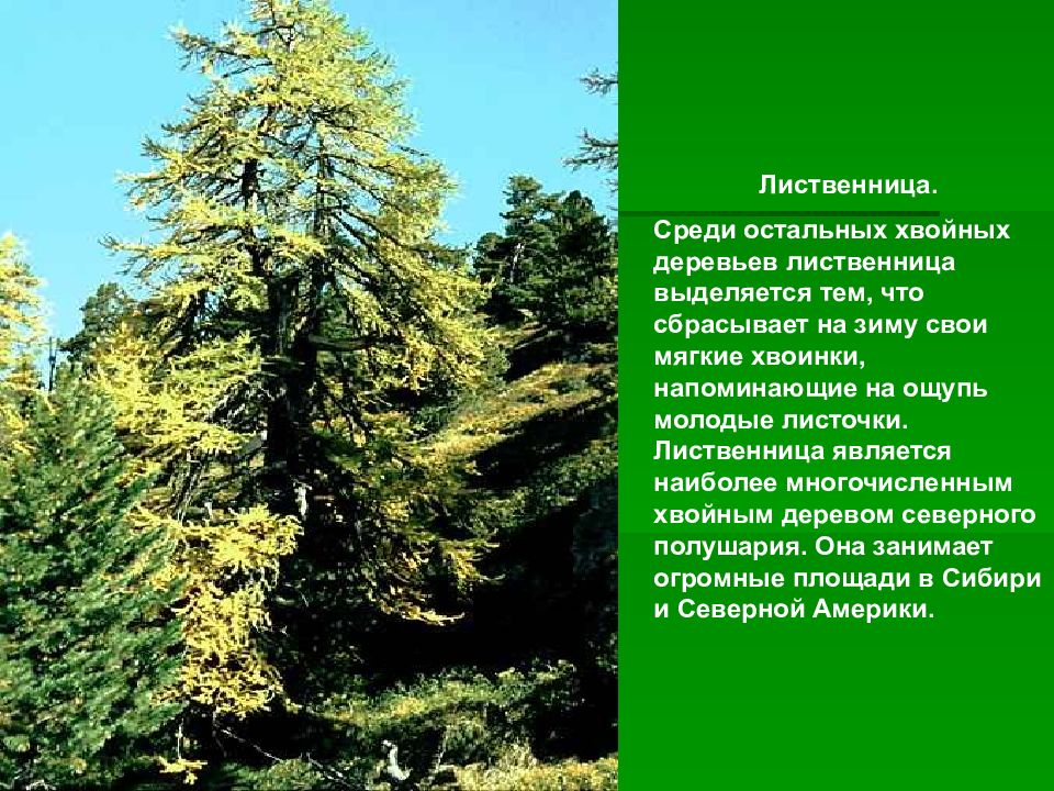 Лиственница описание. Лиственница необычное хвойное дерево. Лиственница кратко. Лиственница сбрасывает на зиму хвоинки.