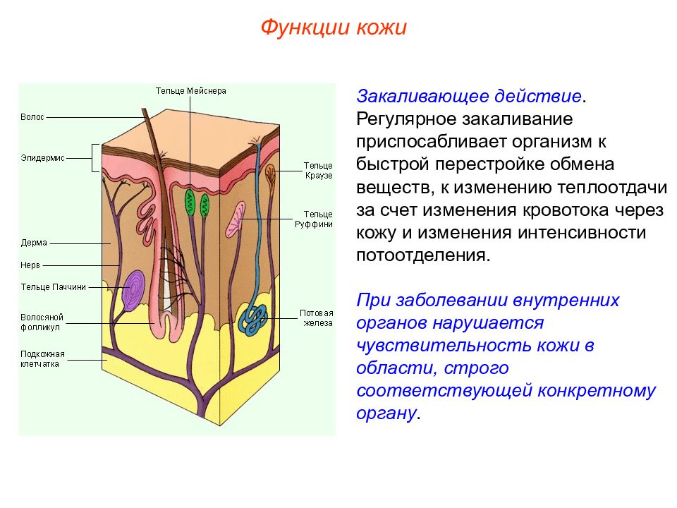 Кожный анализатор презентация