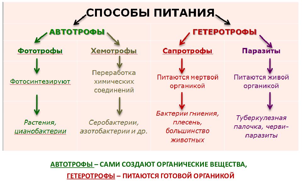 Типы питания схема биология 5 класс