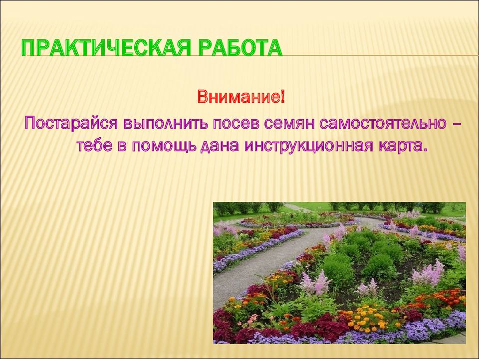 Однолетние многолетние растения презентация