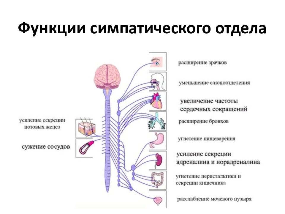 Внс физиология презентация