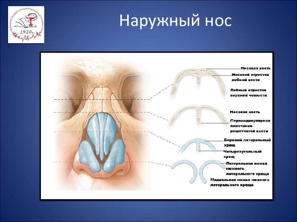 Анатомия носа презентация