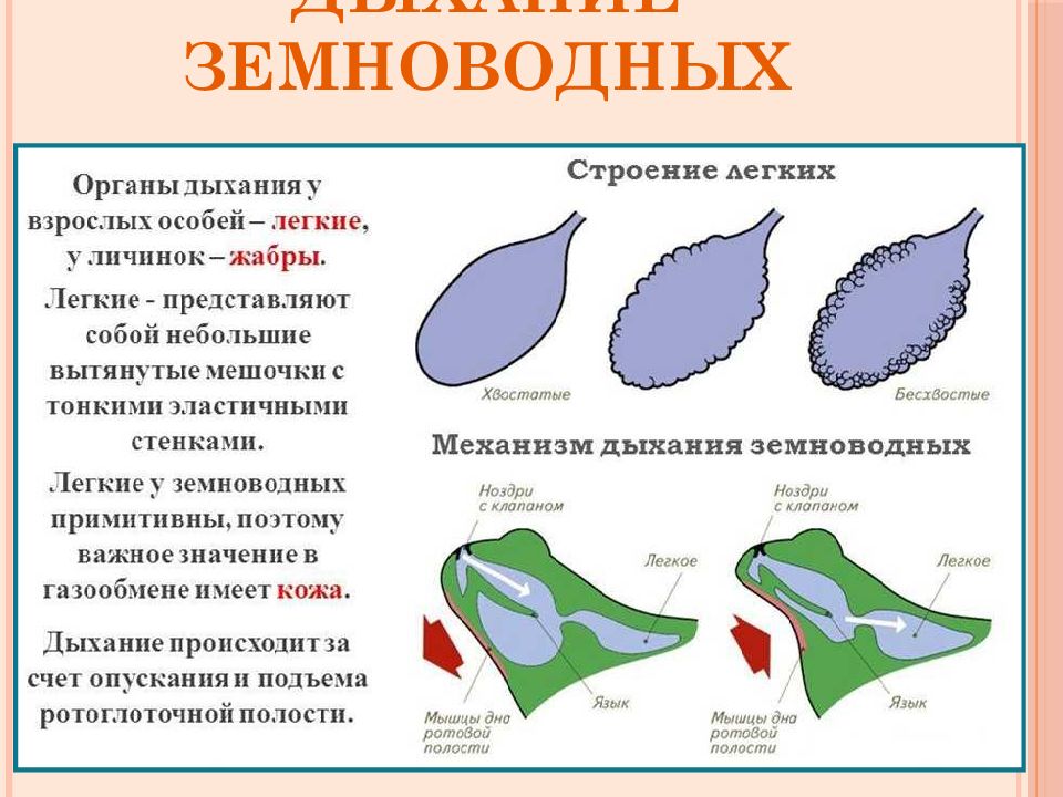 Кожное дыхание органы