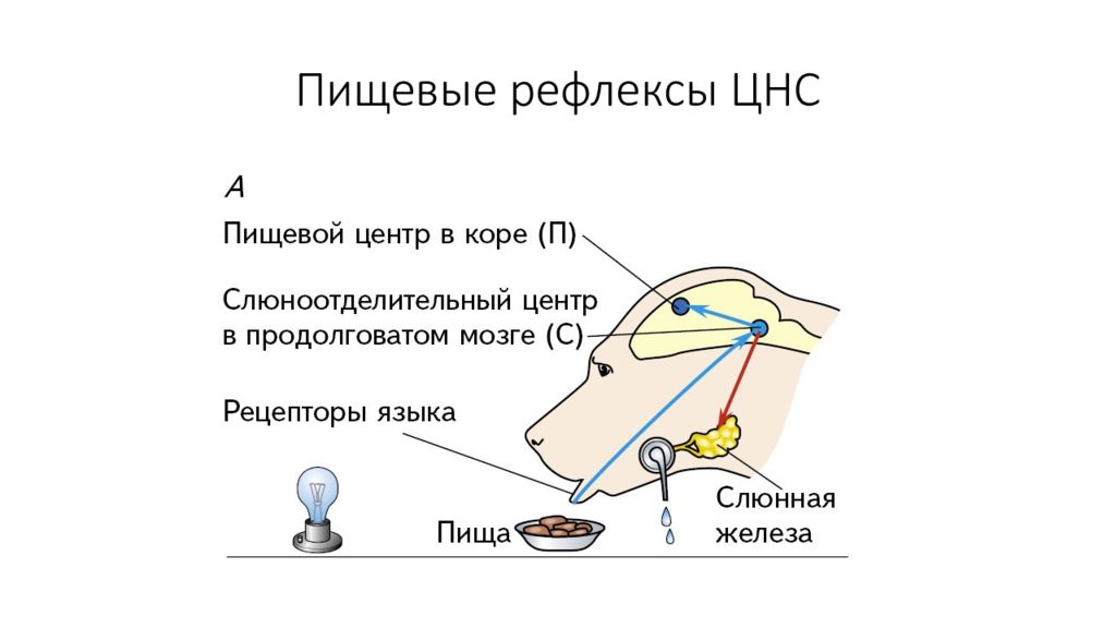 Рефлексы нервной системы