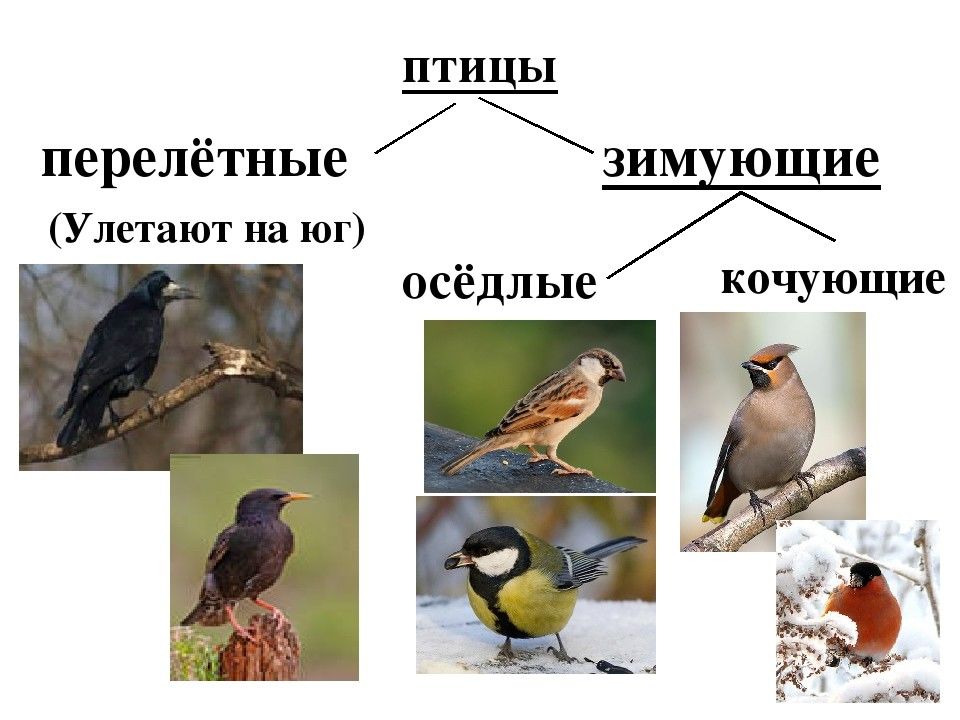 Презентация кочующие птицы