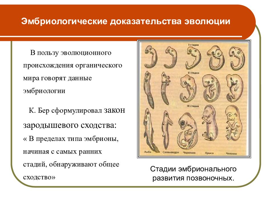 Доказательства эволюции органического мира презентация 7 класс