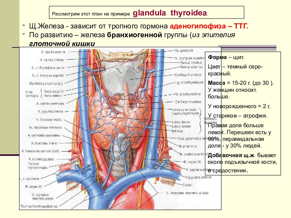 Glandula латынь. Бранхиогенные железы топография. Бранхиогенные железы функция. Glandula thyroidea топографическая анатомия. Бранхиогенные железы анатомия.