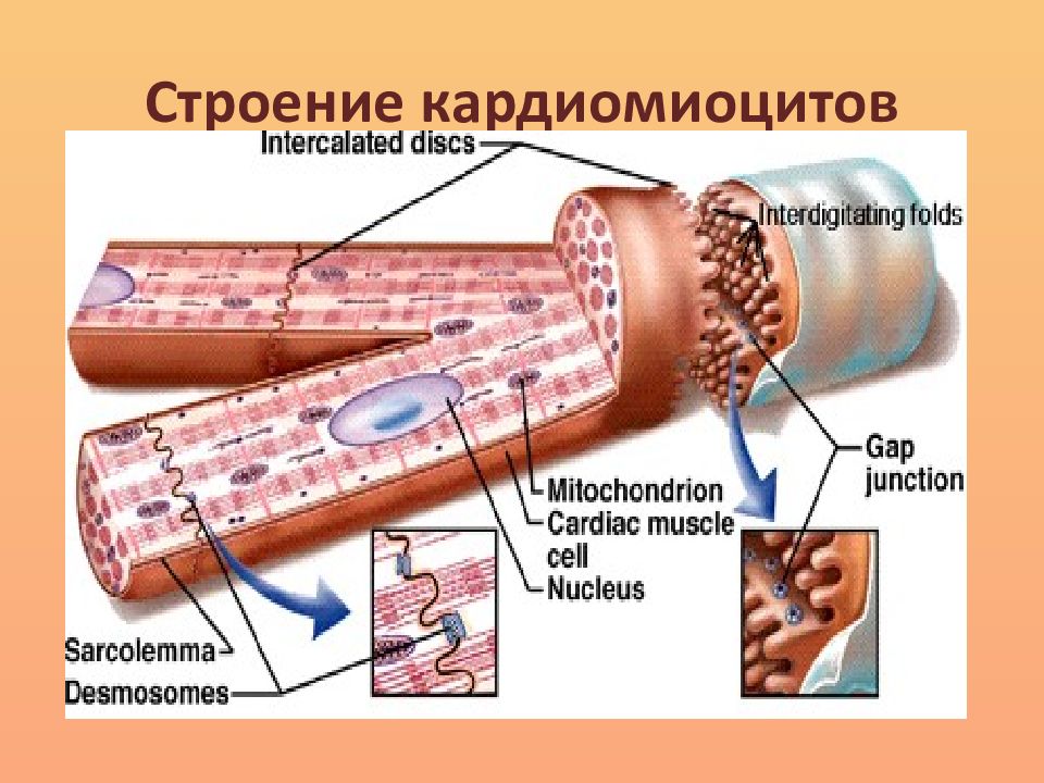 Кардиомиоциты. Строение кардиомиоцита. Структура кардиомиоцитов. Кардиомиоцит строение. Кардиомиоциты структура.