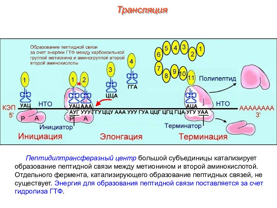 Трансляция биология схема