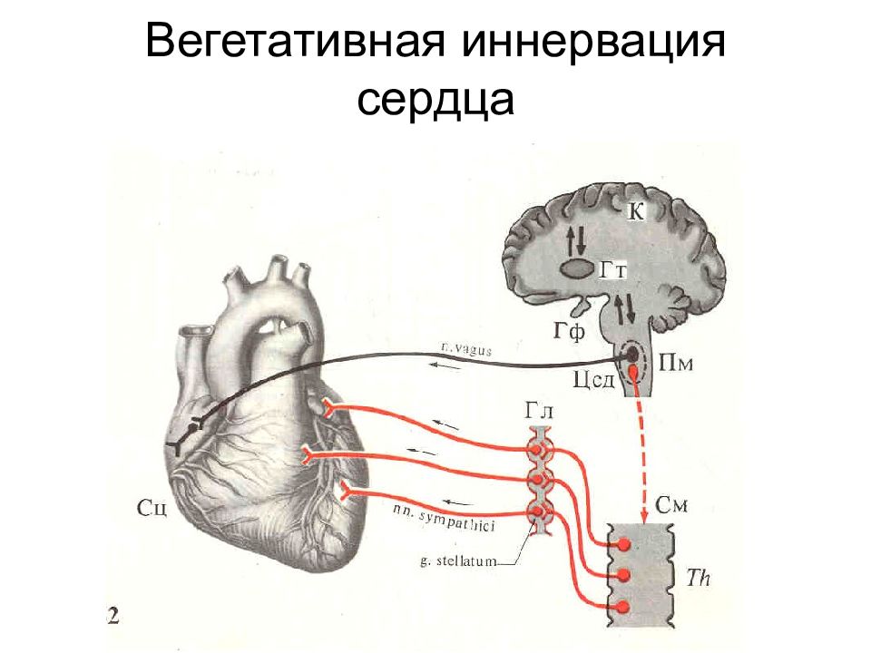 Симпатическая иннервация сердца. Эффекты сердца физиология. Центры регулирующие работу сердца. Рефлекторные методы вагуса. Влияние вагуса на сердце.