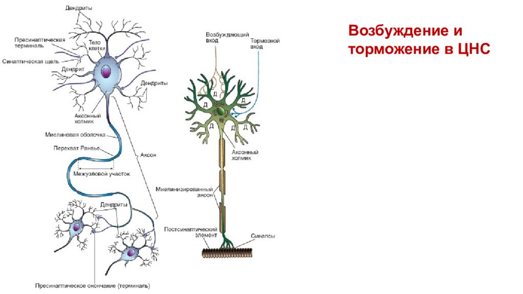 Процесс возбуждения нервных клеток. Процессы возбуждения и торможения. Основные нервные процессы возбуждение и торможение. Возбуждение и торможение в ЦНС схема. Процессы возбуждения и торможения в ЦНС кратко.