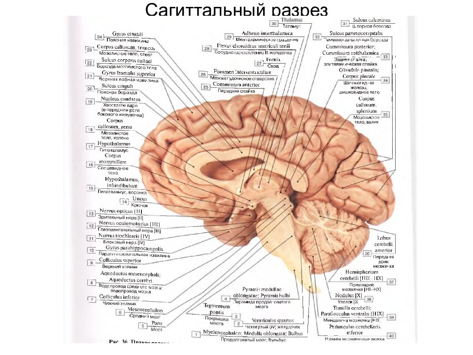 Общий план строения мозга в сагиттальном разрезе