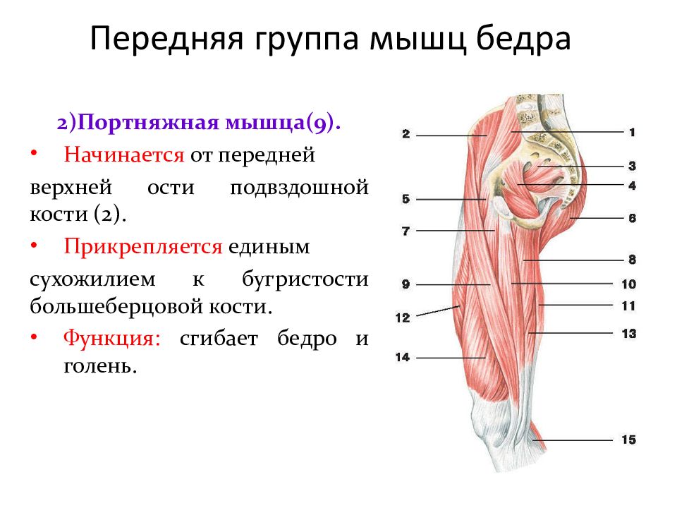 Группа бедренном. Портняжная четырехглавая мышца передней группы бедра. Передняя группа мышц бедра строение. Функции передней группы бедра. Мышцы бедренной кости.