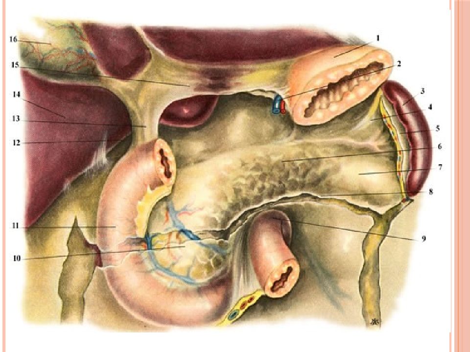 Механическая желтуха при раке. Поджелудочно селезеночная связка. Поджелудочная железа анатомия топография.
