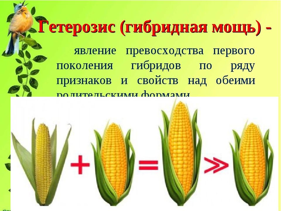 Основные методы селекции презентация 11 класс