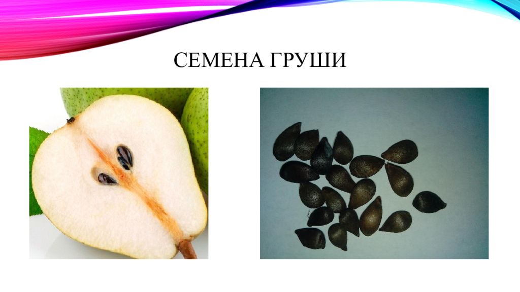 Плод помогающий. Семена груши. Груша плод и семя.